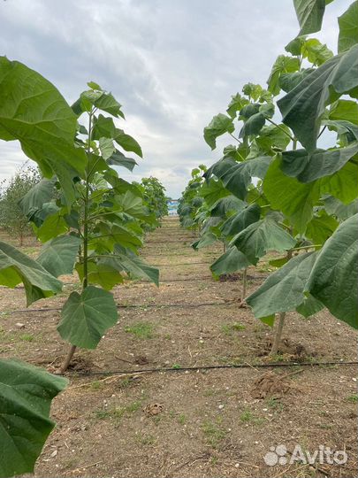 Продаю хвойные и лиственные расстения