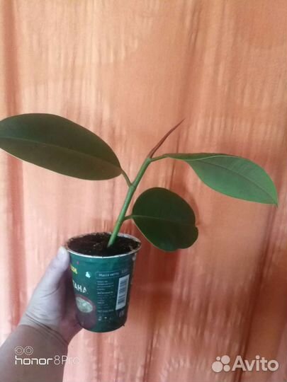 Фикусы, сансевиерия (ханни и трехполосая), хатиора