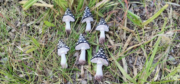 Брошь значок мухомор грибы ручная работа