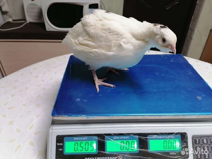 Перепела любого возраста, инкубация