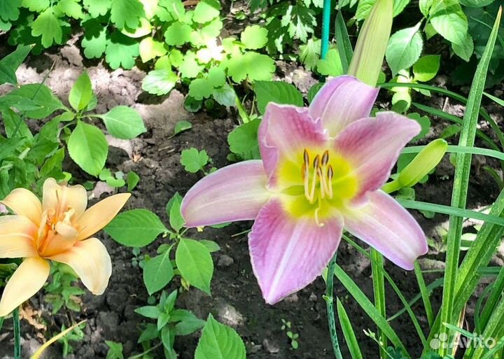 Лилейники сортовые