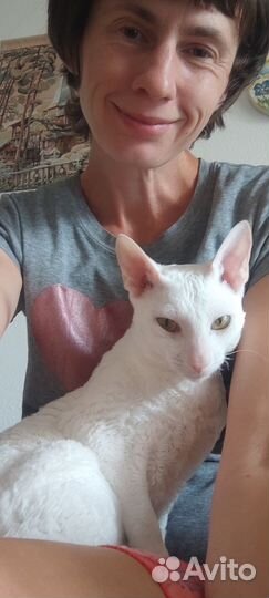 Передержка животных,кошек, VIP, зооняня, выезд