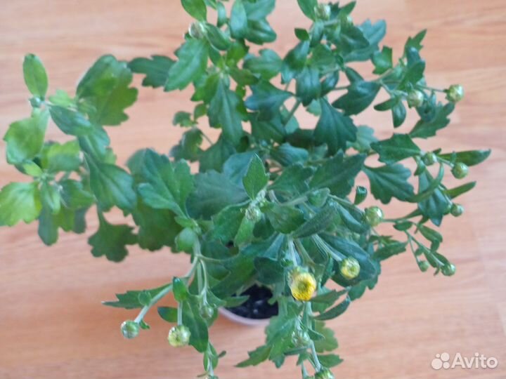 Хризантема мультифлора