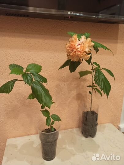 Сансевиерия, Гибискус персиковый, Замиокалькус