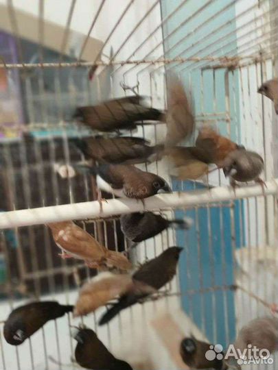 Канарейки,амадины.рисовки,волнистые попугаи