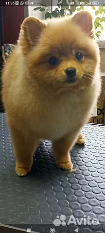 Груминг собак, стрижка кошек