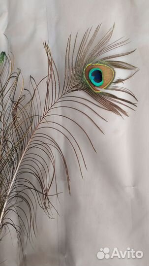 Павлиньи перья