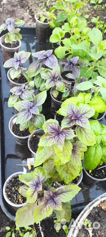 Рассада пряных трав