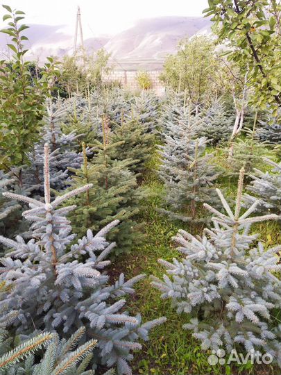 Голубая ель