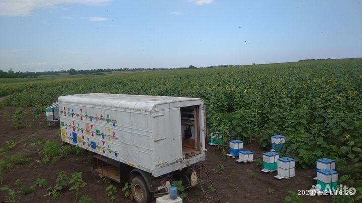 Пчелопавильон, пасека