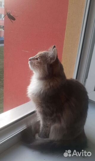 Кошки в добрые руки