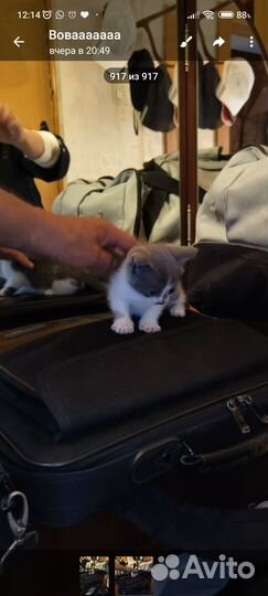 Котята британские