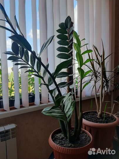 Замиокулькас