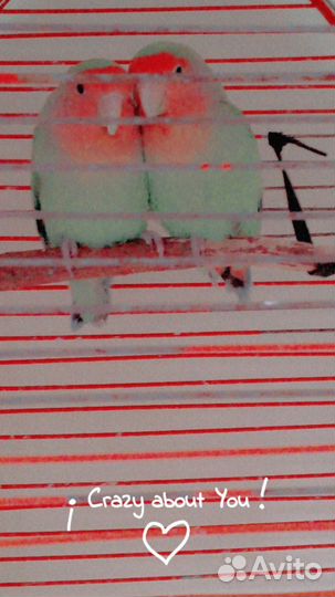 Попугай Неразлучники с клеткой