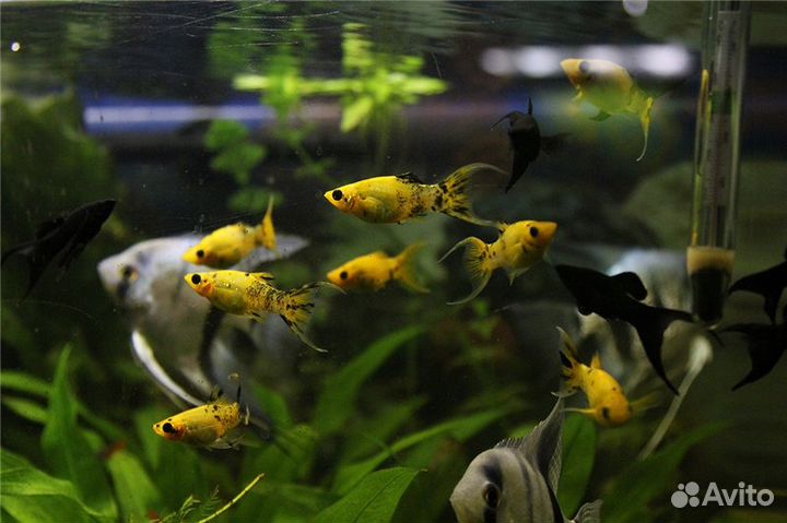 Аквариумные рыбки