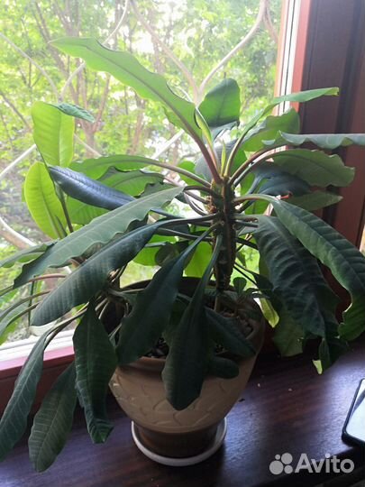 Молочай 2 шт