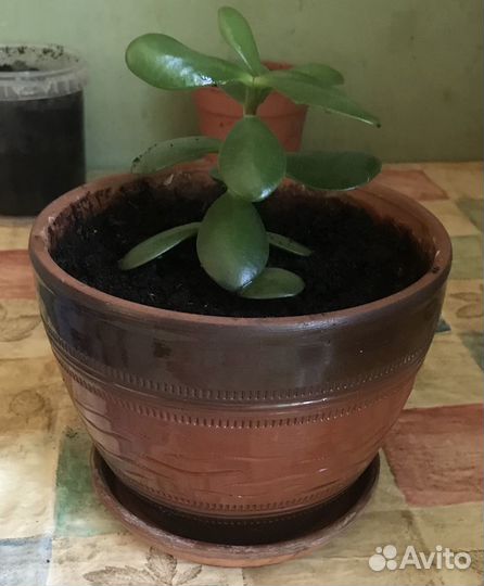 Керамический горшок с денежным деревом толстянка