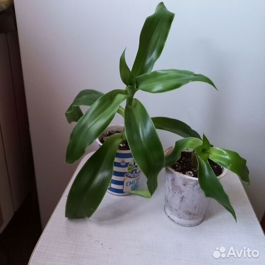 Золотой ус (каллизия душистая) укорененные отводки