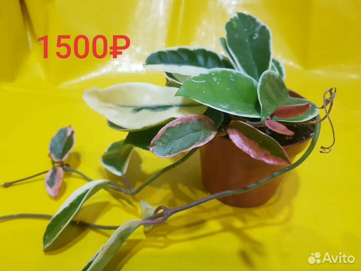 Хойя аустралис лиза и другие