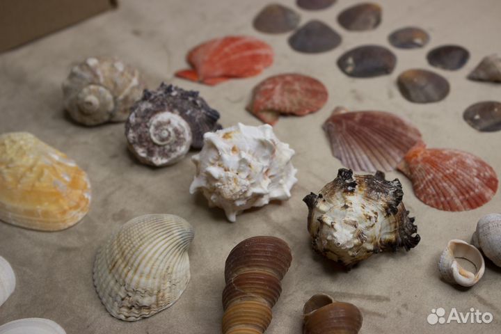Ракушки, набор 500р