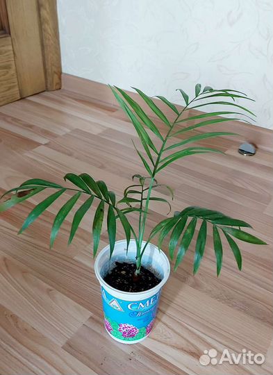 Фикусы,пальмы,кротоны и др