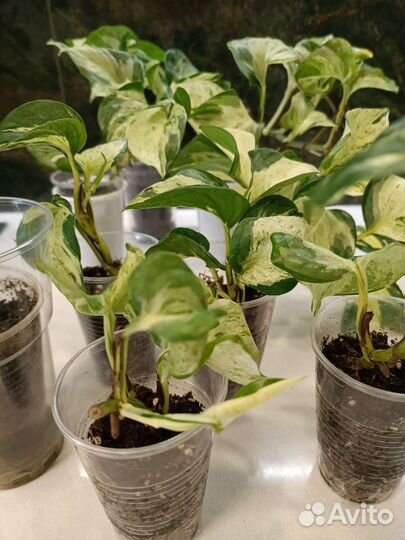 Эпипремнум Хэппи лив