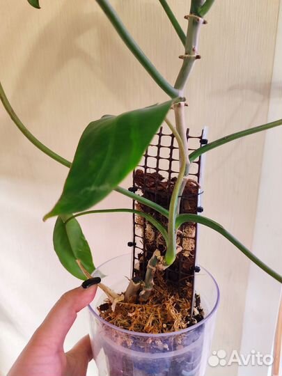 Филодендрон параисо верде