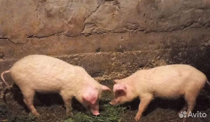 Поросята