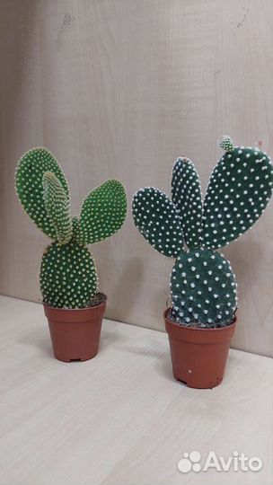 Кактус Опунция Микродазис Альбиспина Паллида