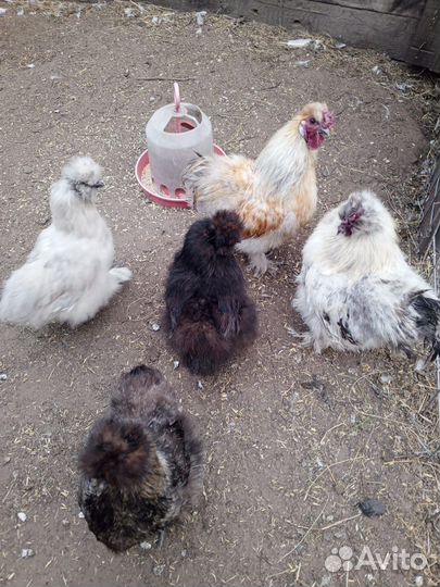 Куры молодки несушки