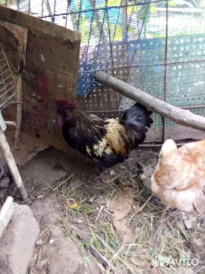 Петух Ухейилюй