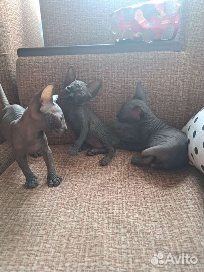 Канадский сфинкс