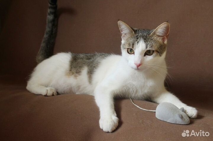 Необычный котик, который подойдет любому