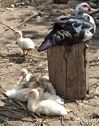 Мускусные утки индоутки индоутята