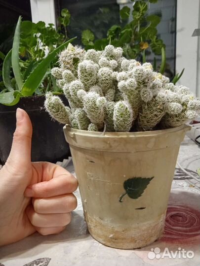 Кактус цветущий большой