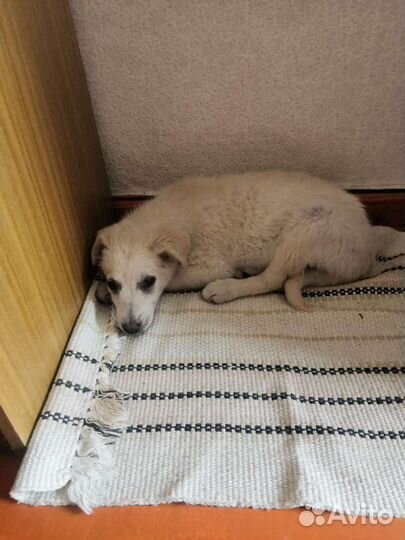 Вьюга щенок девочка 3 месяца с доставкой