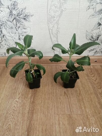 Комнатные цветы