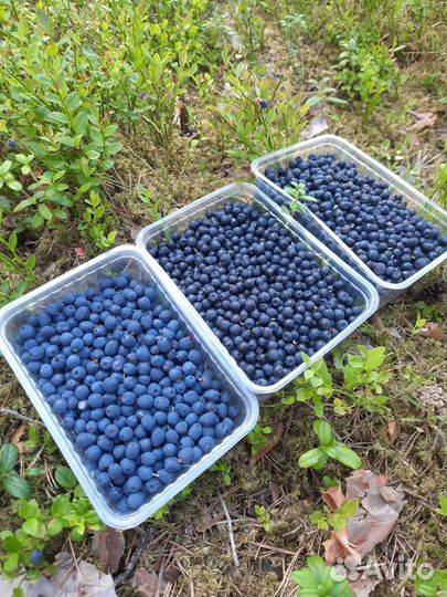 Черника, голубика лесная