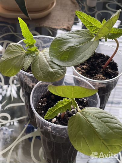 Клещевина красная