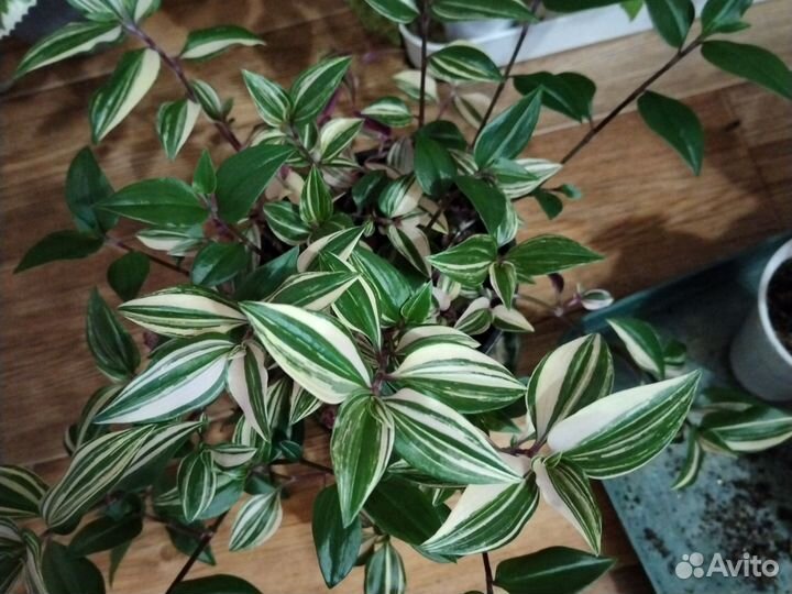 Цветы комнатные