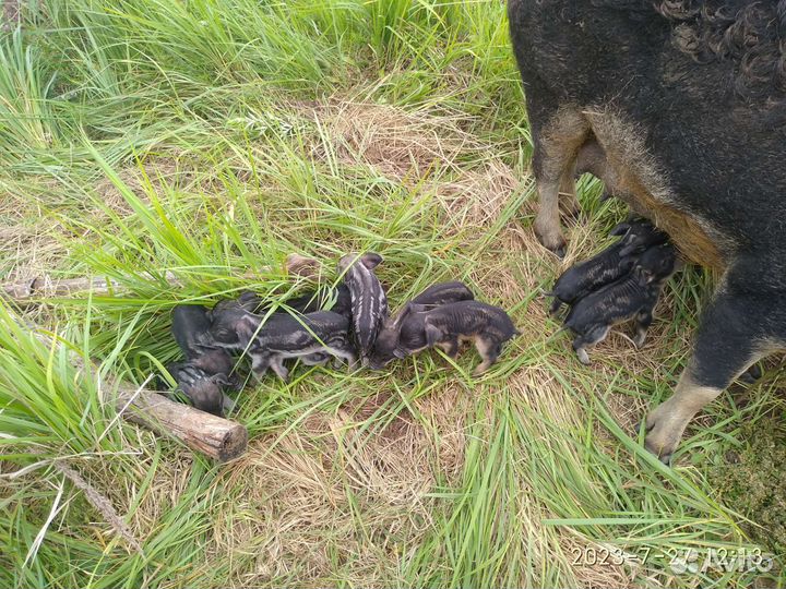 Поросята венгерской мангалицы