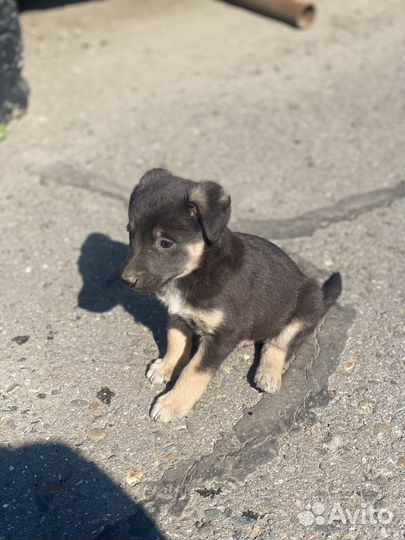 Собака в добрые руки щенок