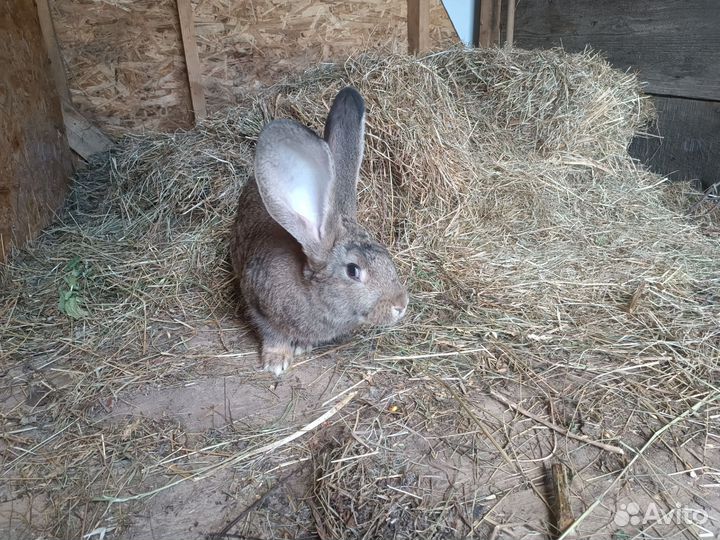 Кролик фландр самец 3 месяца -вес 4 кг
