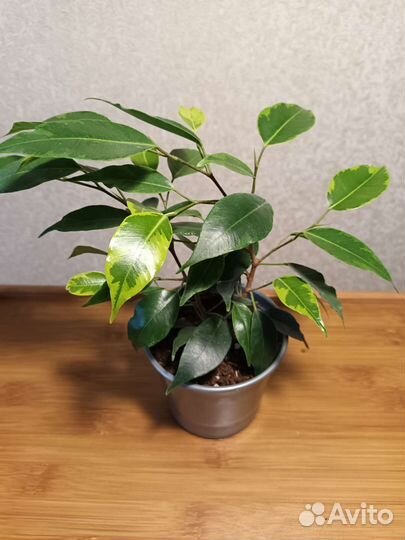 Сортовые фикусы