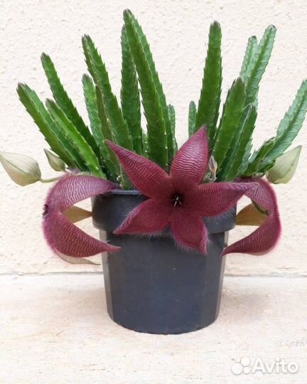 Стапелия Grandiflora