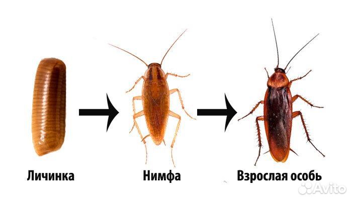 Дезинфекция от тараканов и клопов