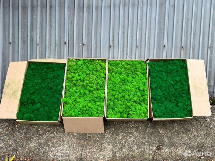 Стабилизированный мох ягель, кочка, пластовой