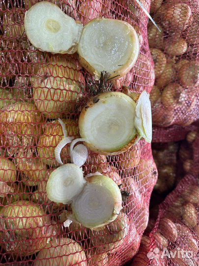 Лук на выгонку пера оптом, штутгарт