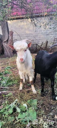 Козел и козочка январские от двух молочных коз