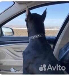 Вязка. Доберман для вязки (кобель)